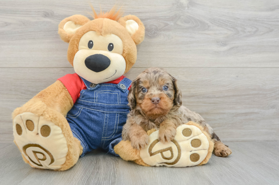 5 week old Cavapoo Puppy For Sale - Premier Pups