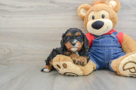 Smart Cavapoo Poodle Mix Pup