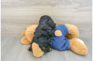 Cavapoo Puppy for Adoption