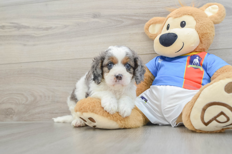 6 week old Cavapoo Puppy For Sale - Premier Pups