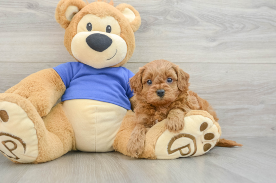 Fluffy Cavapoo Poodle Mix Pup