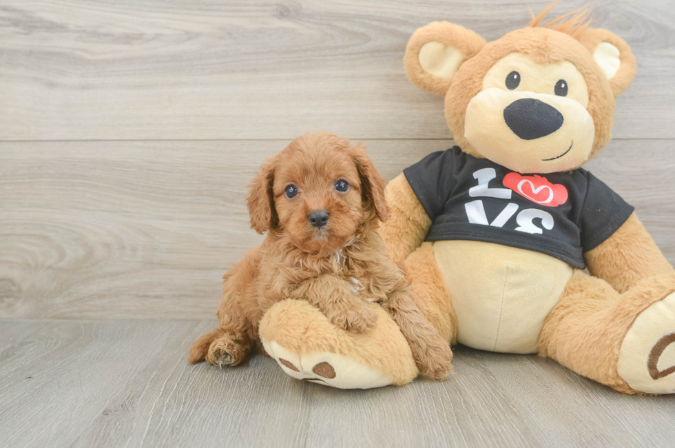 6 week old Cavapoo Puppy For Sale - Premier Pups