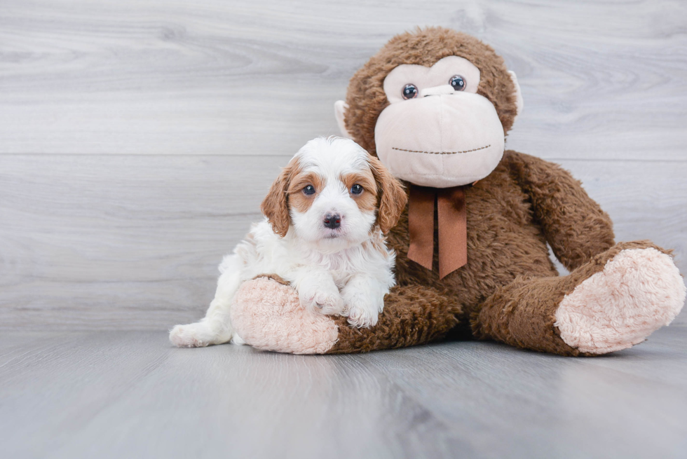 Best Cavapoo Baby