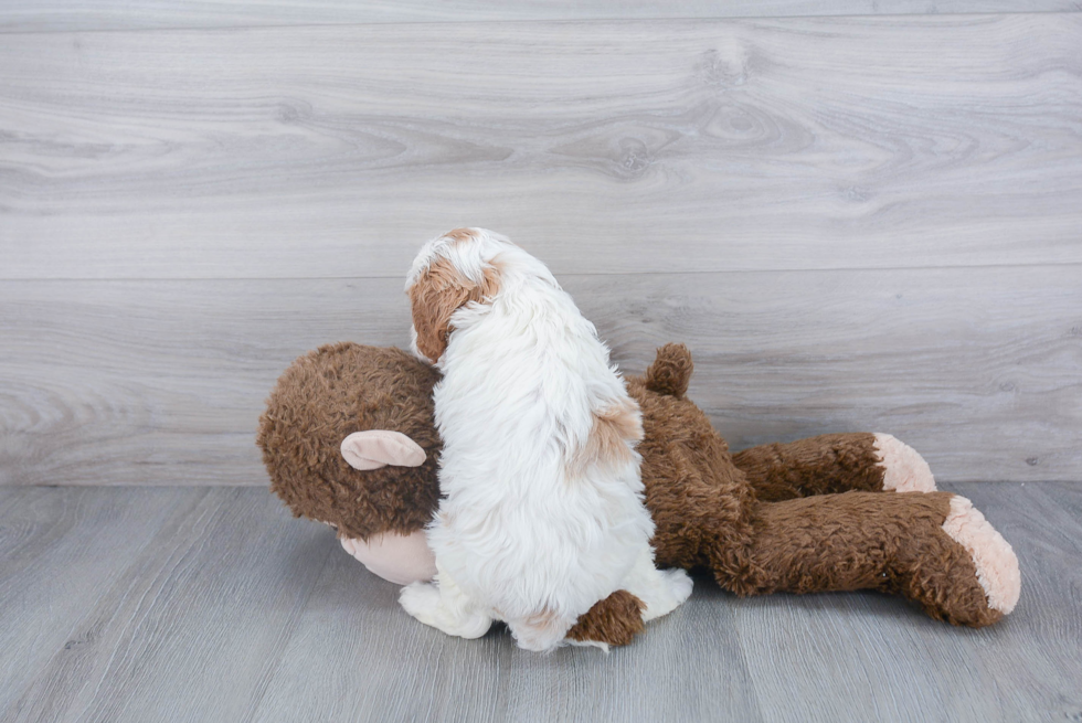 Playful Cavoodle Poodle Mix Puppy