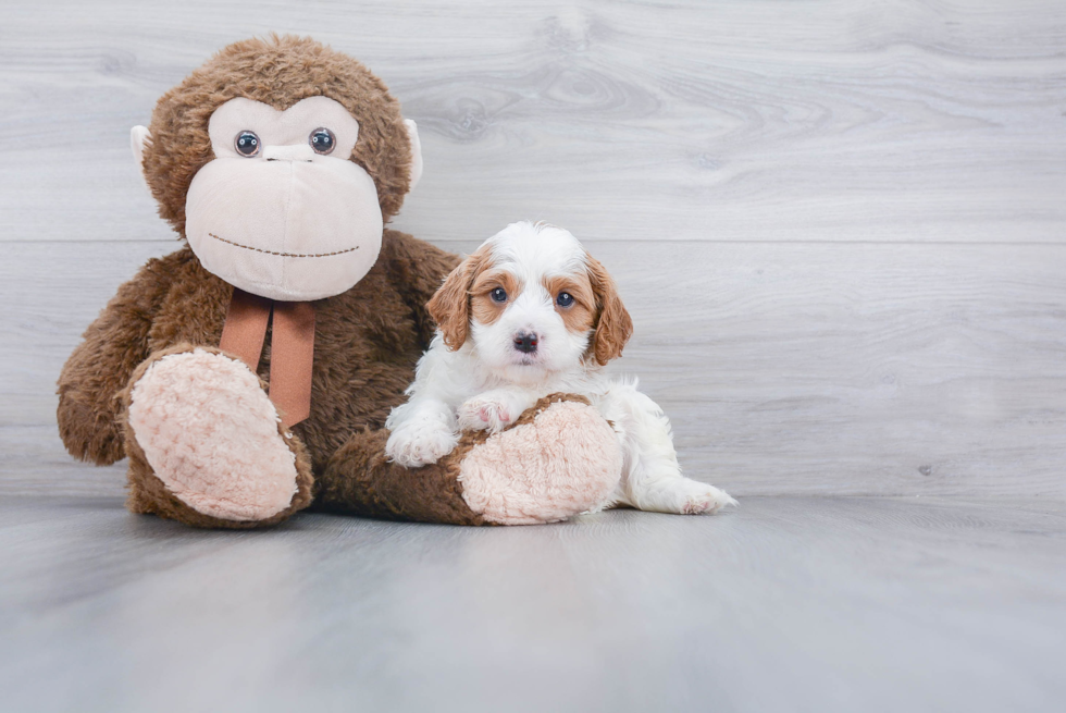 Cute Cavapoo Baby