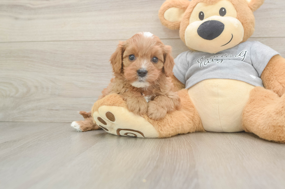 5 week old Cavapoo Puppy For Sale - Premier Pups