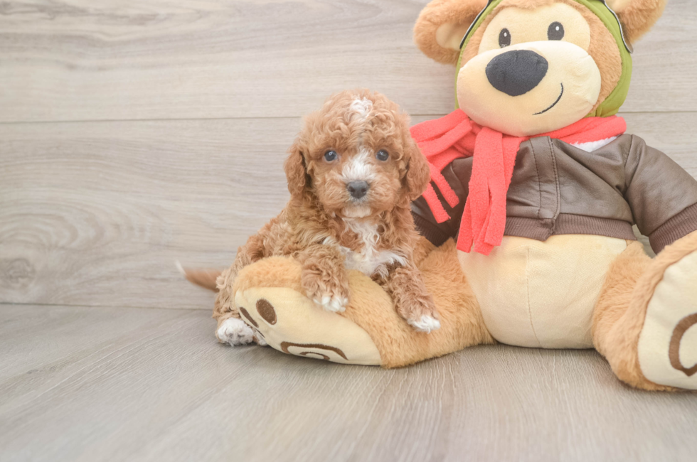 5 week old Cavapoo Puppy For Sale - Premier Pups