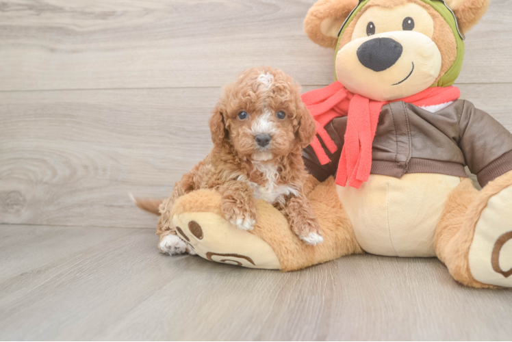 Meet Jordan - our Cavapoo Puppy Photo  1/3 - Premier Pups Cavapoo Puppy for Adoption