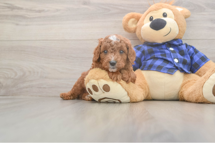 Playful Cavapoodle Poodle Mix Puppy