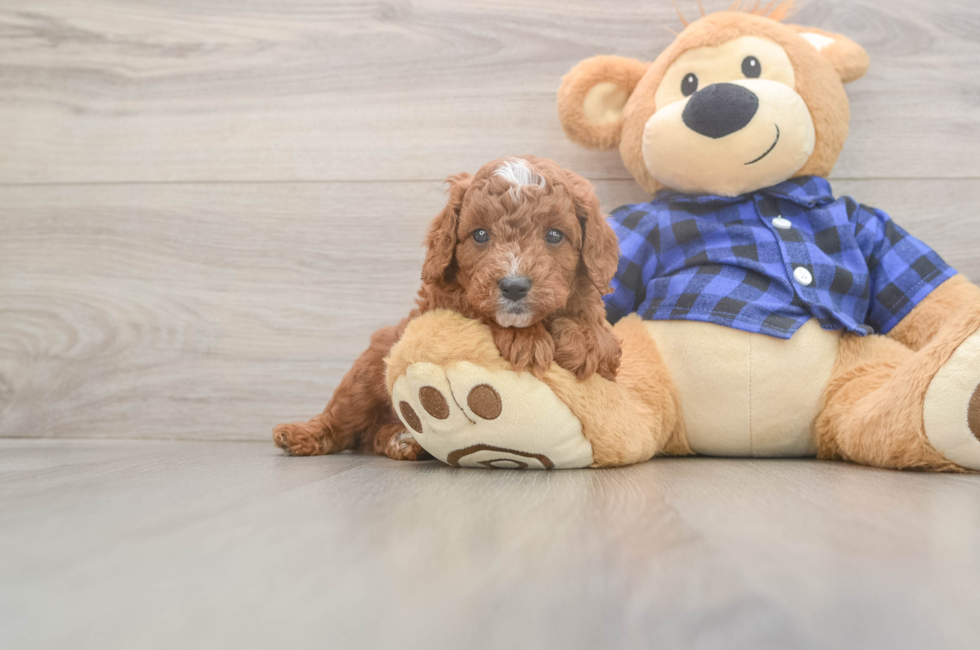 5 week old Cavapoo Puppy For Sale - Premier Pups