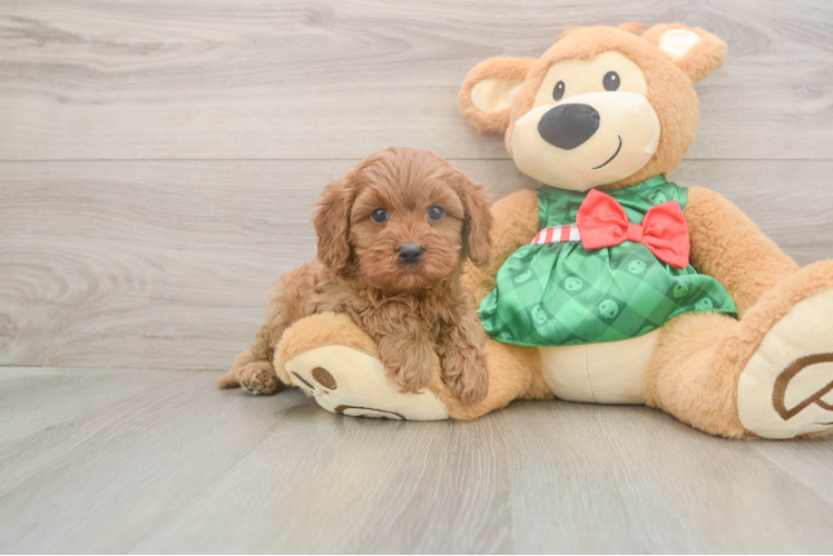 Fluffy Cavapoo Poodle Mix Pup