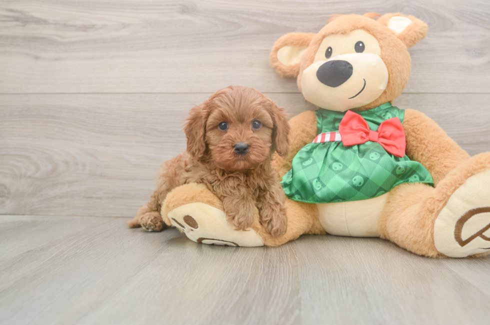 5 week old Cavapoo Puppy For Sale - Premier Pups