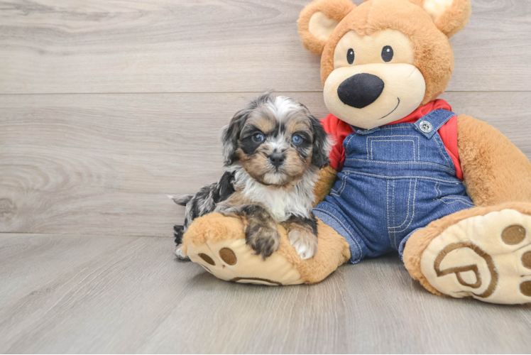 Funny Cavapoo Poodle Mix Pup