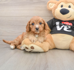 8 week old Cavapoo Puppy For Sale - Premier Pups