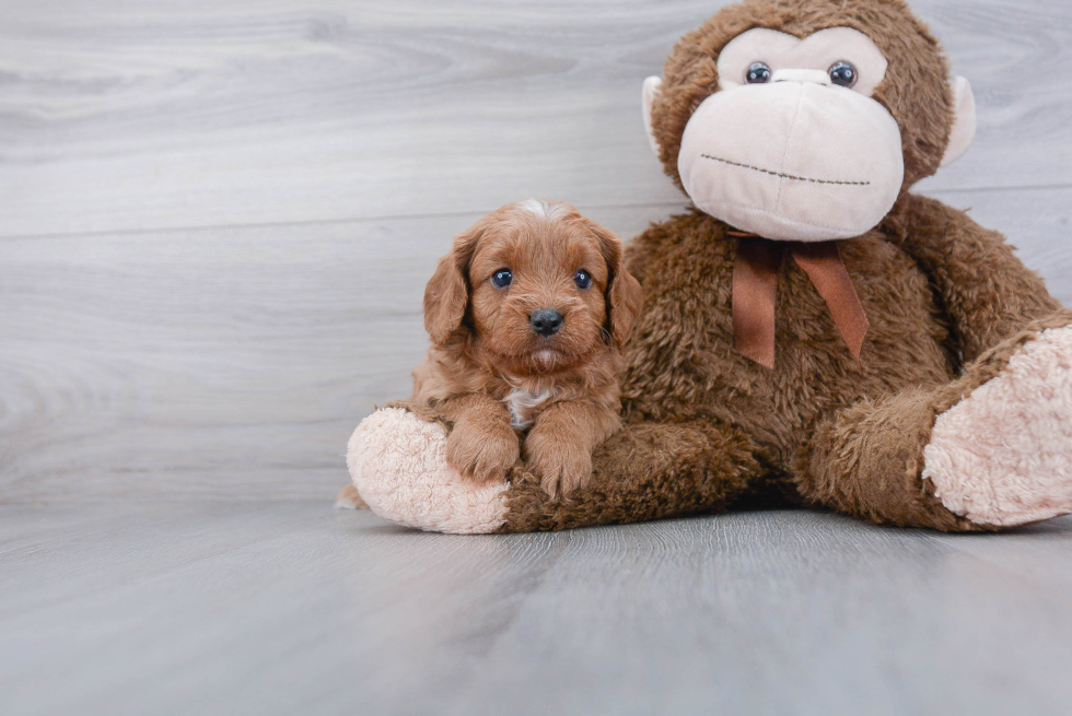 Cavapoo Pup Being Cute