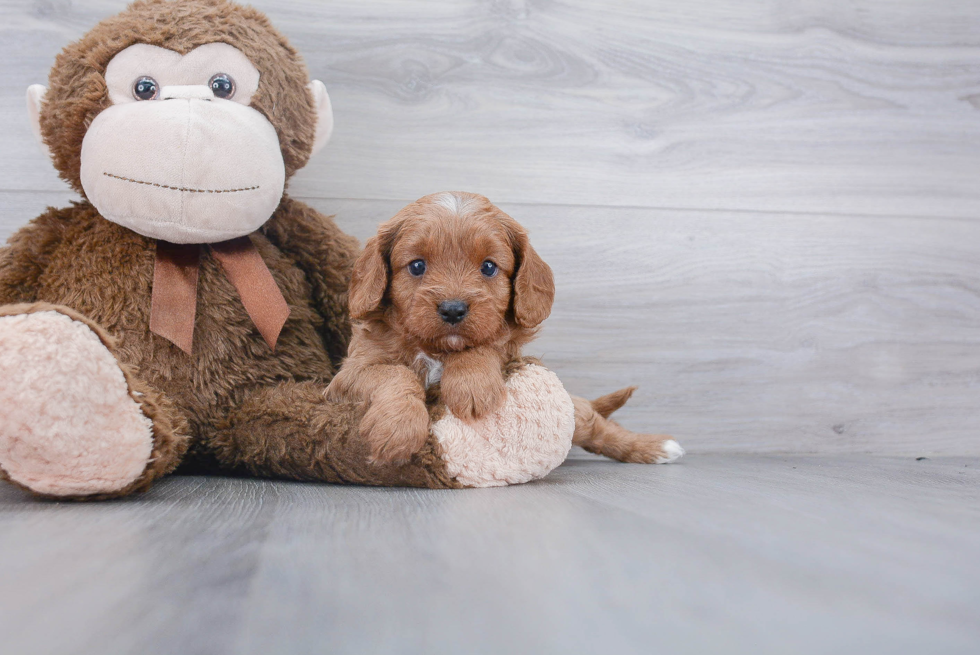 Little Cavoodle Poodle Mix Puppy