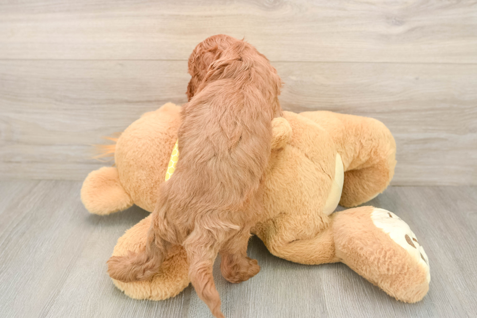 Small Cavapoo Baby