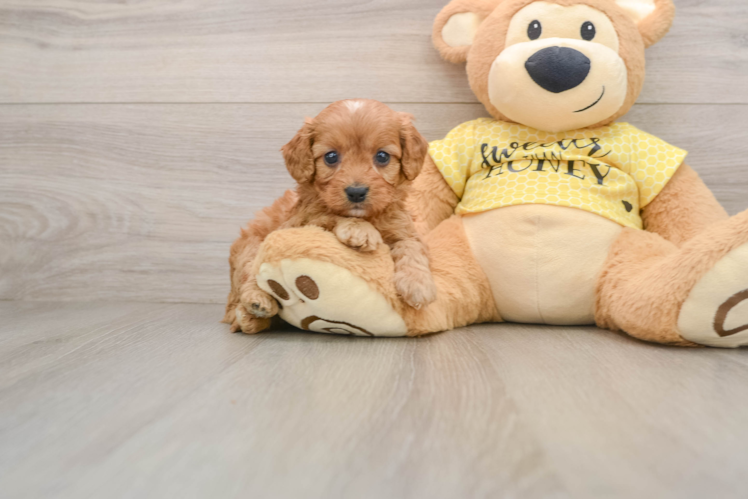 Cavapoo Pup Being Cute