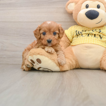 Cavapoo Pup Being Cute