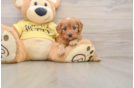 Best Cavapoo Baby