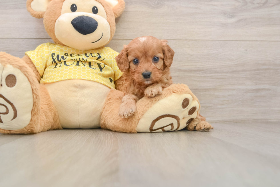 Best Cavapoo Baby