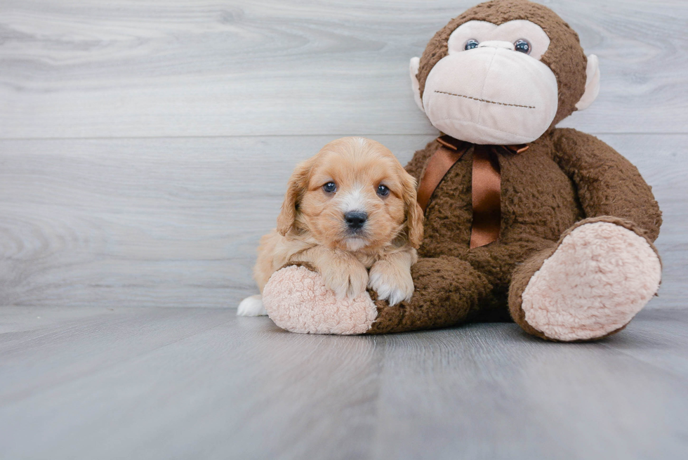 Small Cavapoo Baby