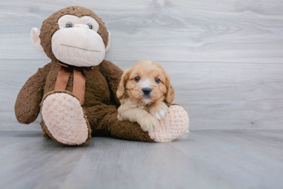 Cavapoo Puppy for Adoption