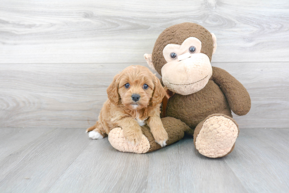 Petite Cavapoo Poodle Mix Pup