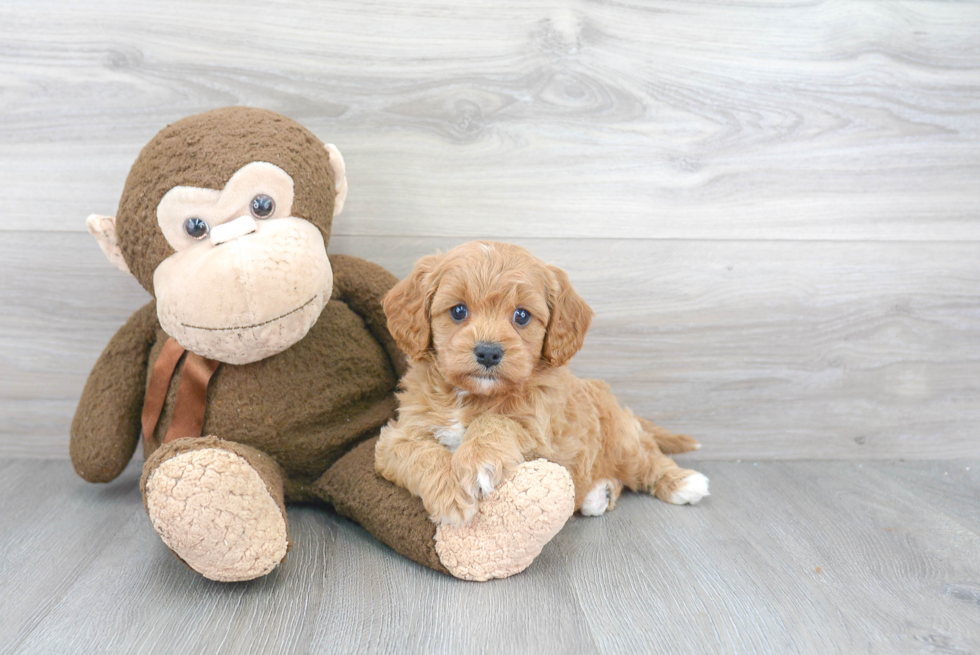 Best Cavapoo Baby