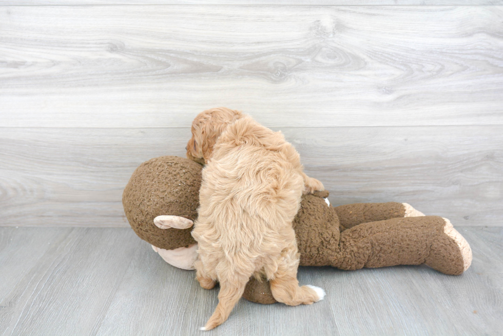 Cavapoo Pup Being Cute