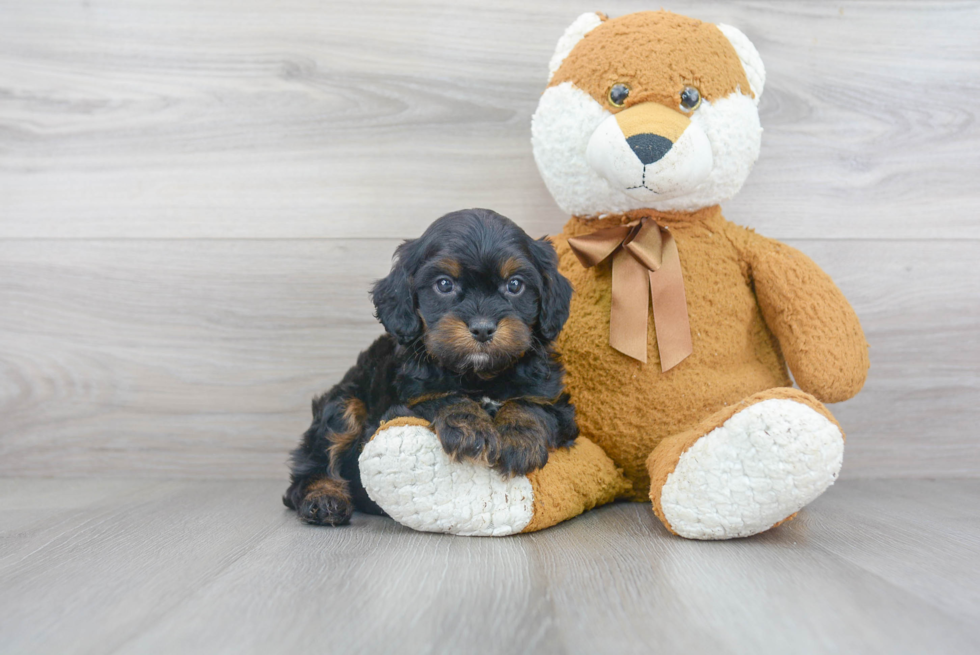 Best Cavapoo Baby