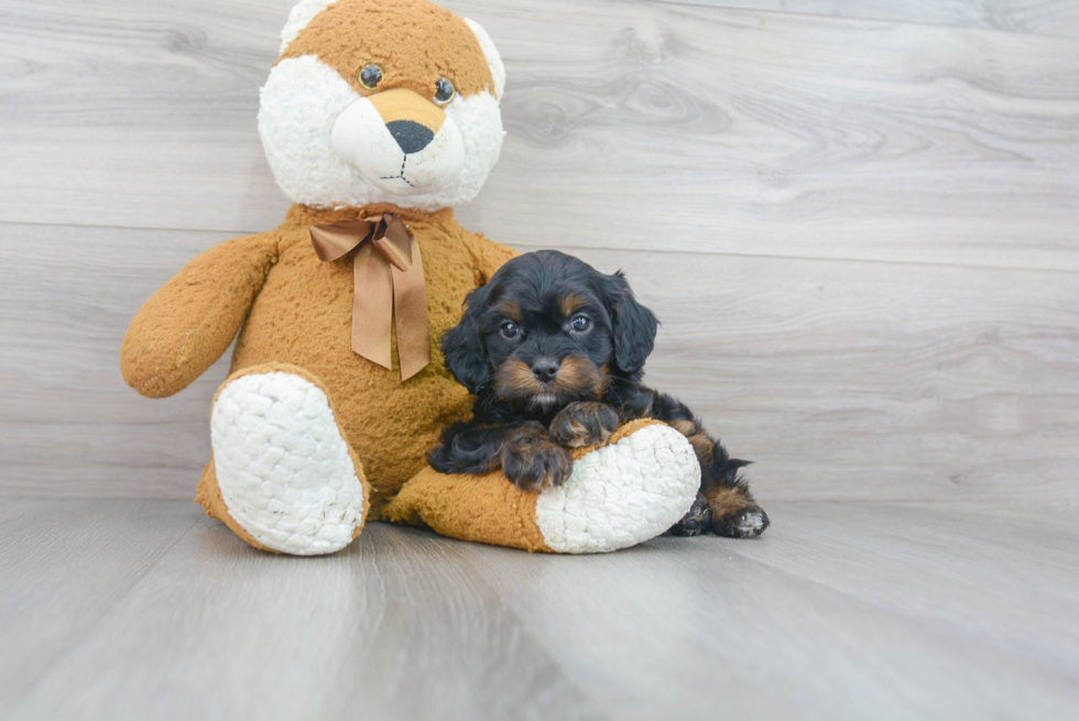 Energetic Cavoodle Poodle Mix Puppy