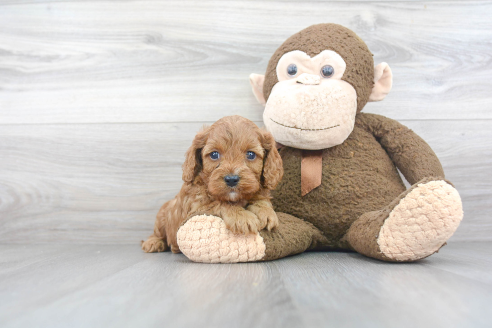 Energetic Cavoodle Poodle Mix Puppy