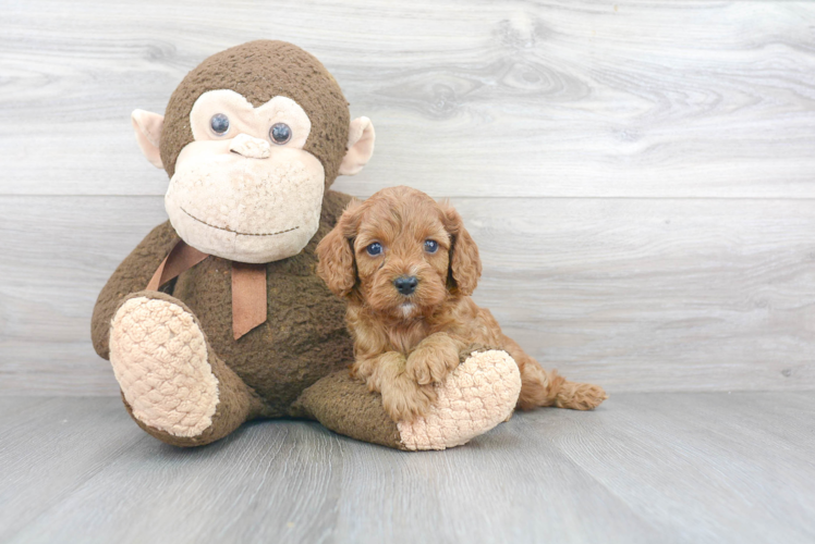 Sweet Cavapoo Baby