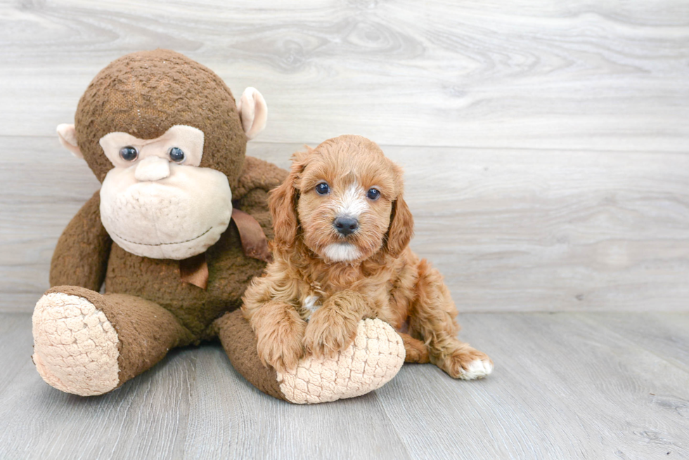 Funny Cavapoo Poodle Mix Pup