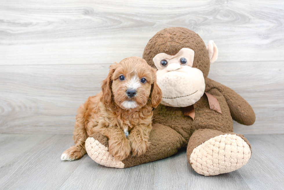 Cavapoo Puppy for Adoption