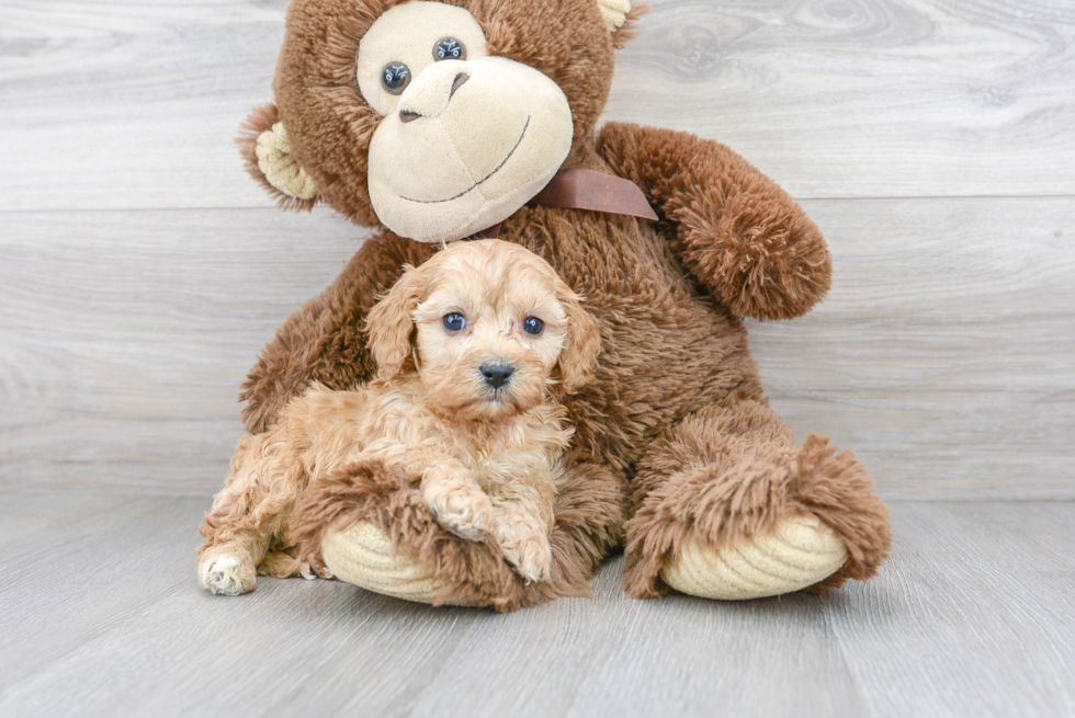 Smart Cavapoo Poodle Mix Pup