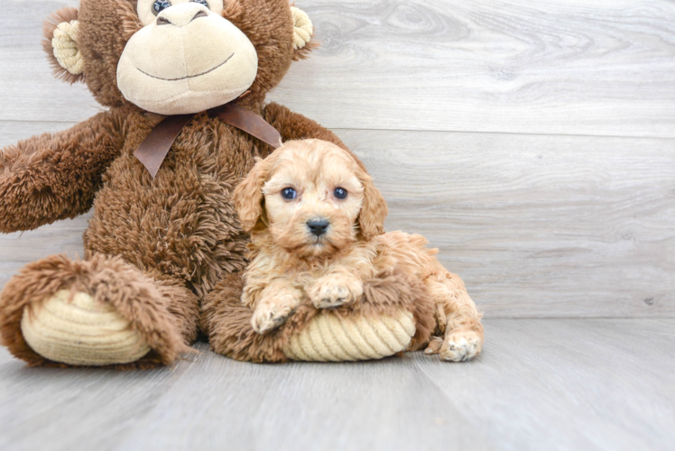 Happy Cavapoo Baby