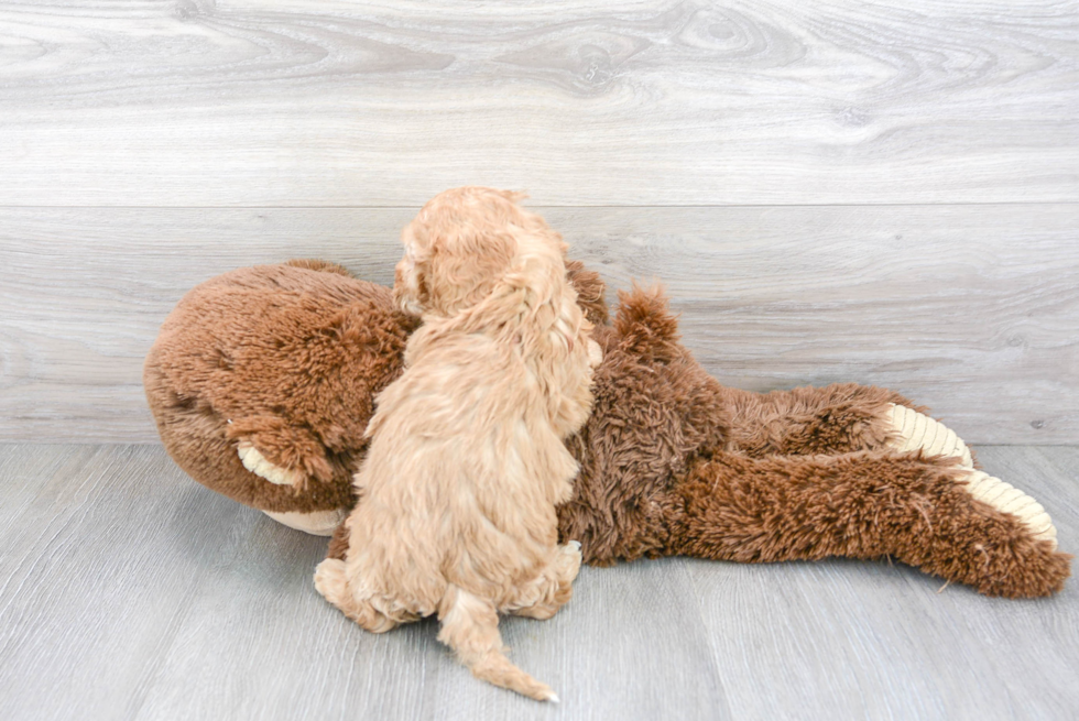 Petite Cavapoo Poodle Mix Pup