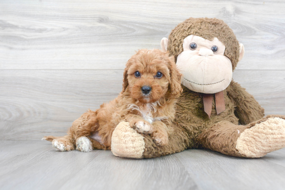 Cavapoo Puppy for Adoption