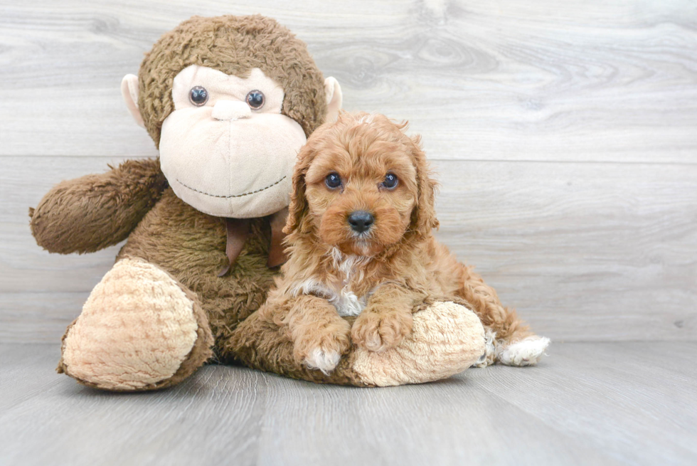 Cavapoo Pup Being Cute