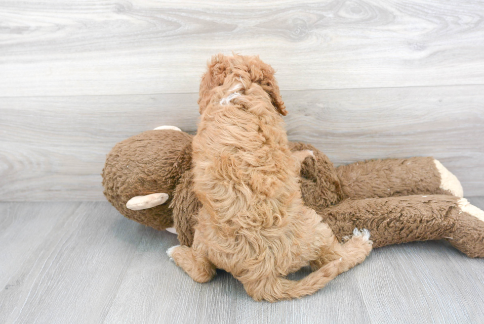 Cavapoo Pup Being Cute