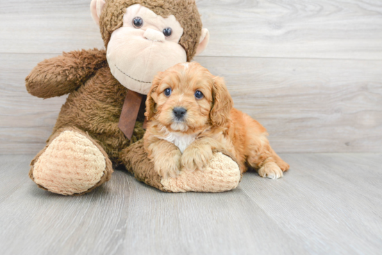 Happy Cavapoo Baby