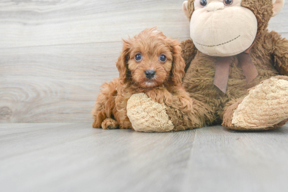 Best Cavapoo Baby