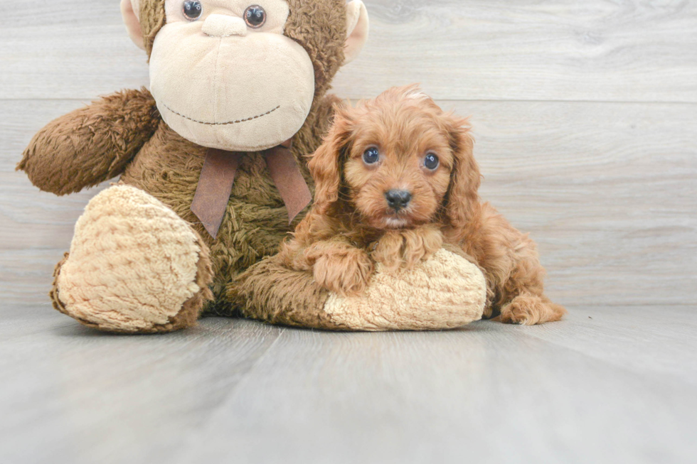 Cavapoo Puppy for Adoption