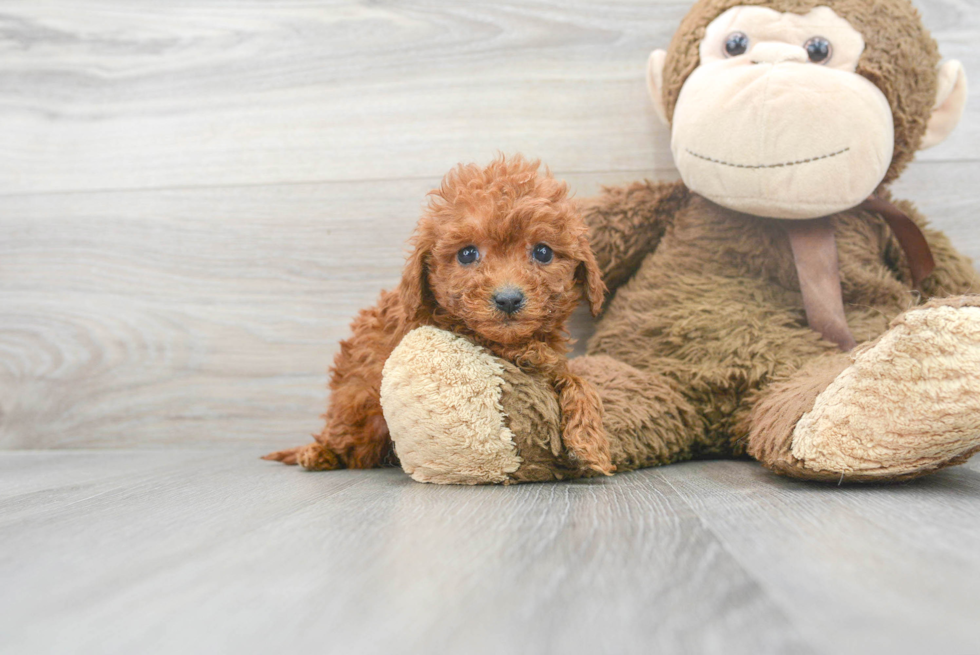 Best Cavapoo Baby