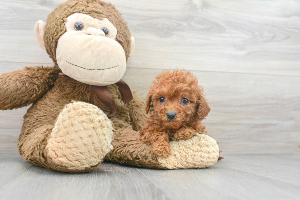 Petite Cavapoo Poodle Mix Pup