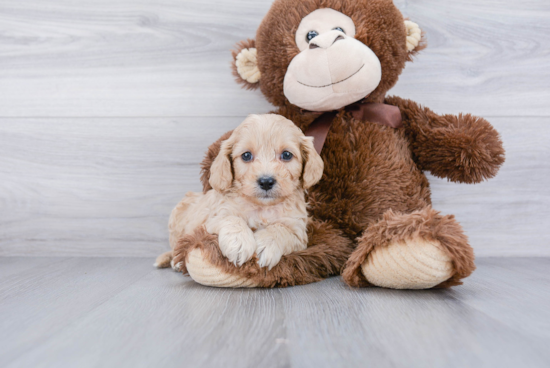 Cavapoo Puppy for Adoption