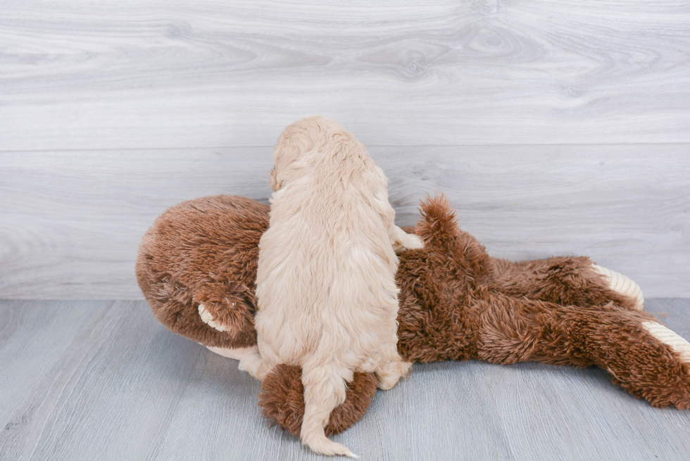 Playful Cavoodle Poodle Mix Puppy