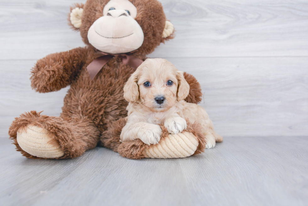 Cute Cavapoo Baby